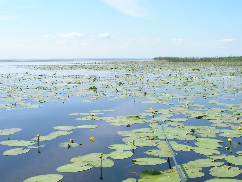 --����� ��������� - ������� (����������)