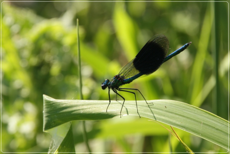 --��������� �������� - ������� (����������)