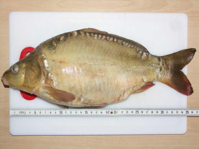 --���� � Bigesee . 25.11.06 - ������� (����������)