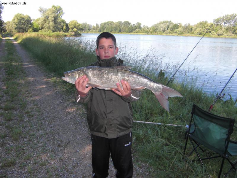 --Rhein rapfen - ������� (����������)