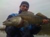 Zander -  ()