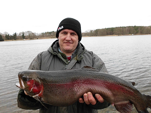 --Lachsforrele - ������� (����������)