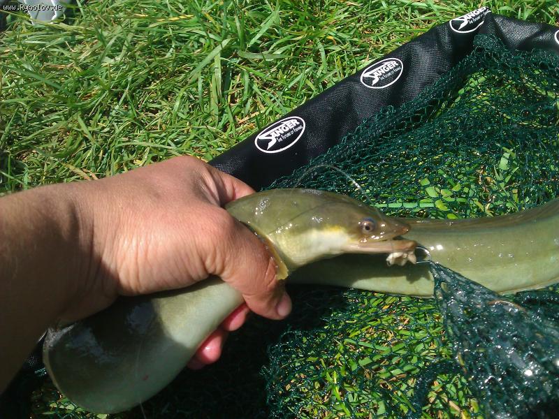 --,, Aal,, - ������� (����������)