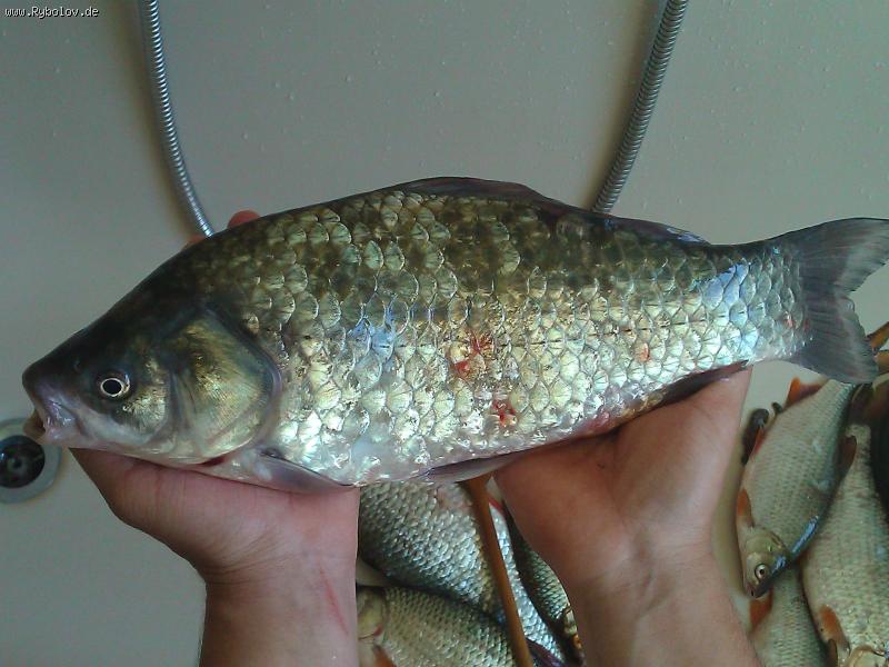 --,, ,, ����� ,, ,, - ������� (����������)