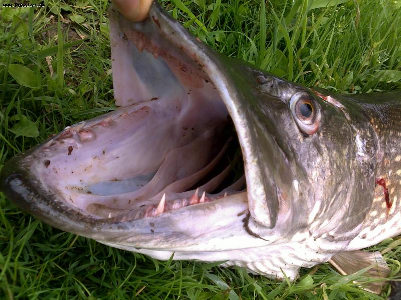 --����� �������� ����. - ������� (����������)