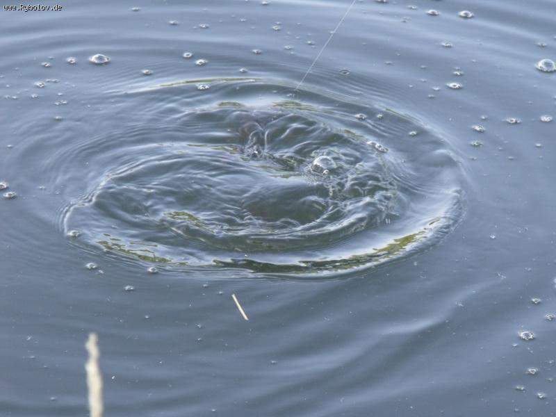 --,, Talsperre Birkungen 11.07. 2011 ,, -  ()