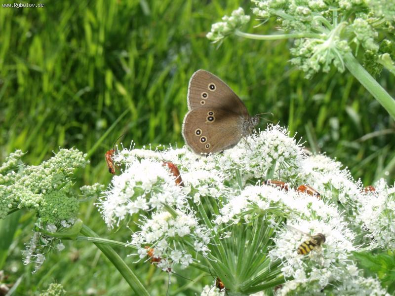 --,, Talsperre Birkungen 11.07. 2011 ,, -  ()