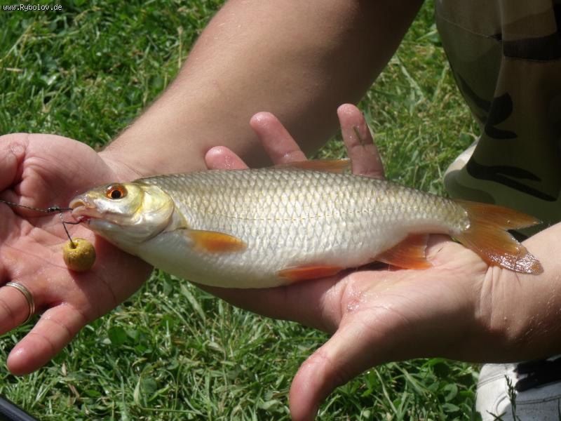 --,, Talsperre Birkungen 11.07. 2011 ,, - ������� (����������)