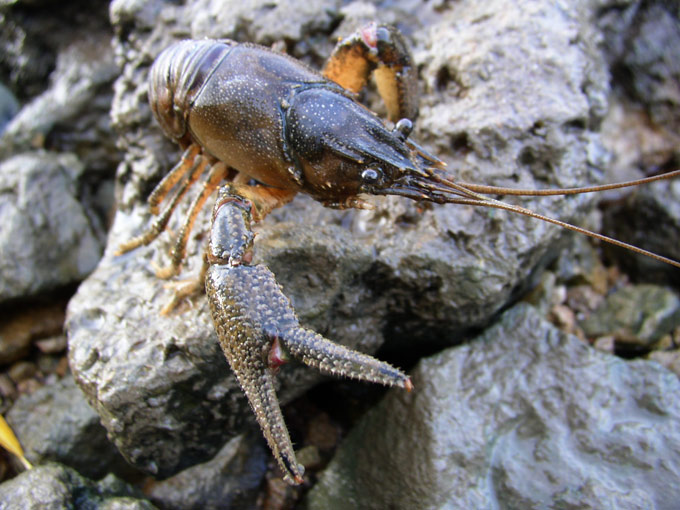 --�� �� ������, ��� � ���������..... - ������� (����������)