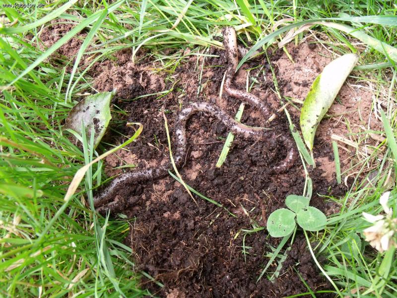 -- ,, �������� �� ���� ���������� ��������� ��������� ( ������ ) ����� ������� ������� ,, - ������� (����������)