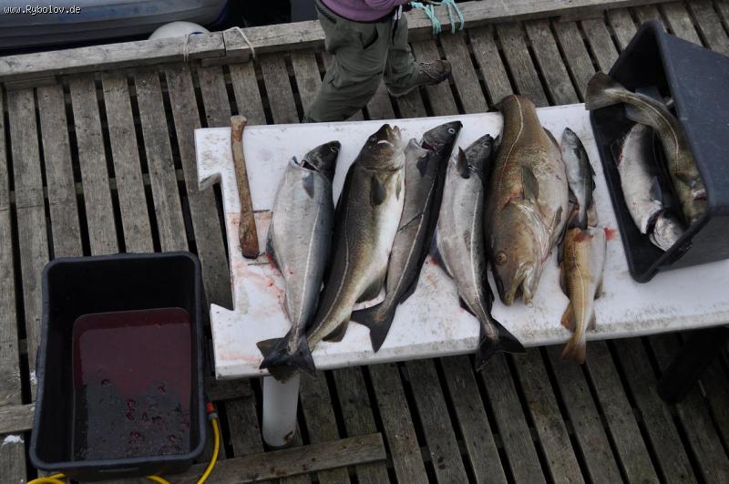 --Ulov - ������� (����������)