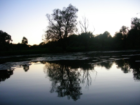 --WILD NATURE OF PRIPYAT - ������� (����������)