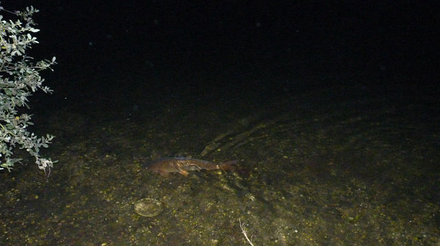 --� �� �������!!!. - ������� (����������)