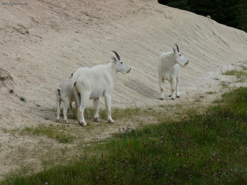 --��������� \"���������...\" - ������� (����������)