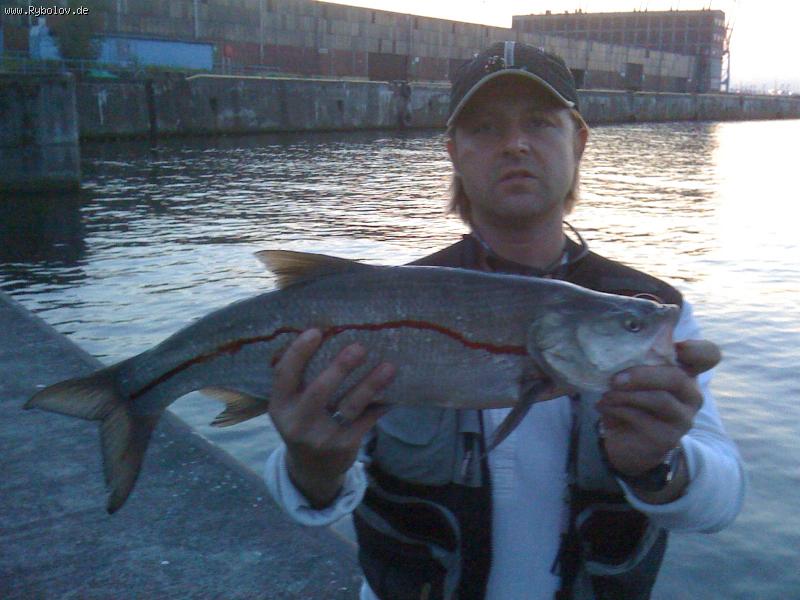 -- 2,5 kg. 64cm. -  ()