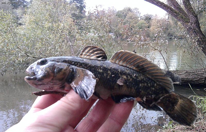 --Бычки растут...... - рыбалка (фотоальбом)