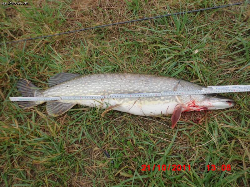 --Hecht 90 cm - ������� (����������)