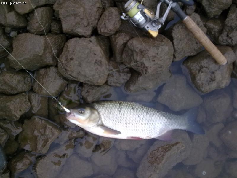 --��� ����������. - ������� (����������)