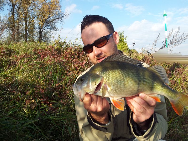 --40er Barsch - ������� (����������)