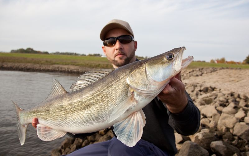 --Elb Zander aus Hamburg - ������� (����������)