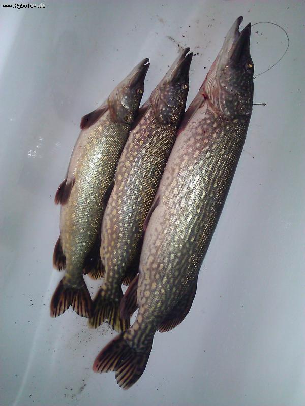 --� ��� ���� ��� ���� �� ������������, 65��., 72��., � 92�� - ������� (����������)