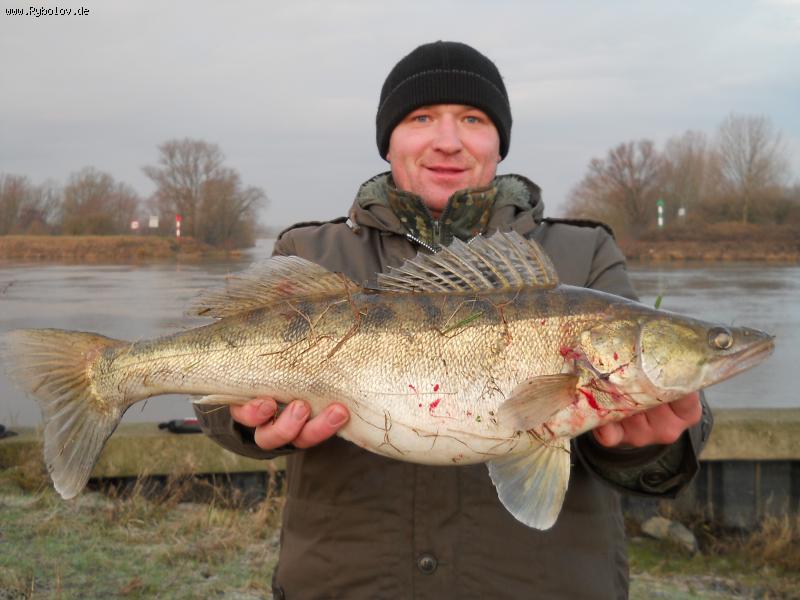 --Winter Zander. -  ()