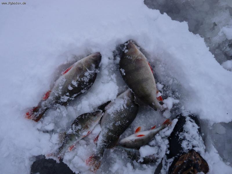 --����o� - ������� (����������)