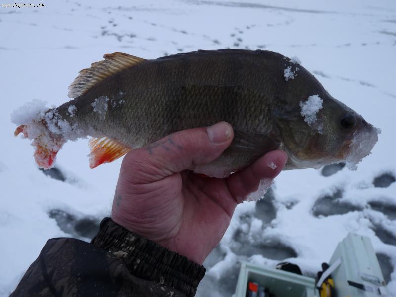 --����o� - ������� (����������)