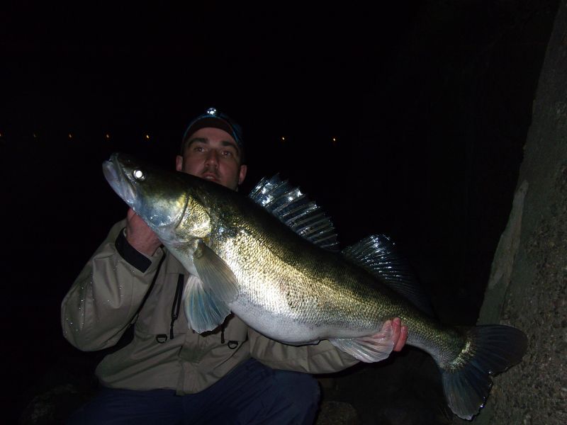 -- Rhein Zander - ������� (����������)