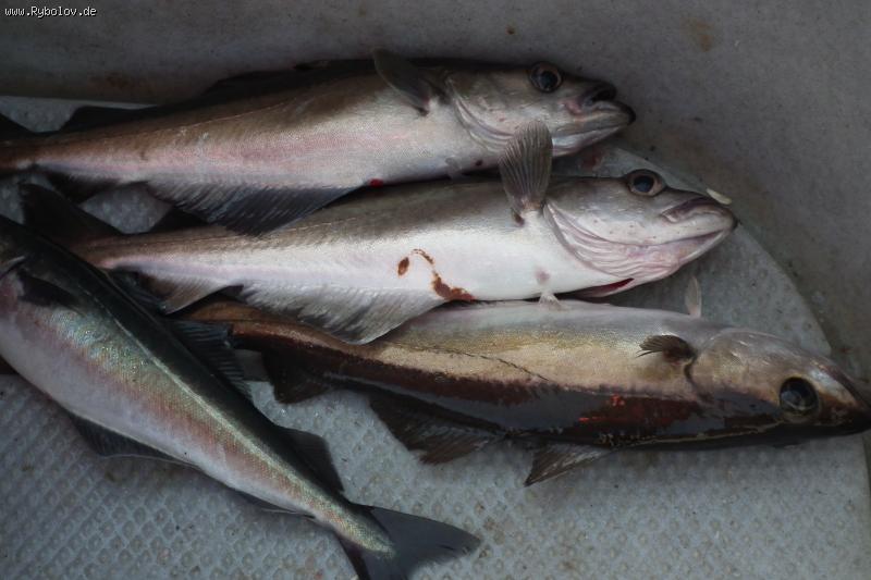 --������ ����....�� ��� ��� ��.. - ������� (����������)