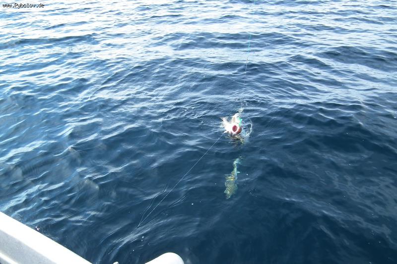 --���� ..��������� �����.. - ������� (����������)