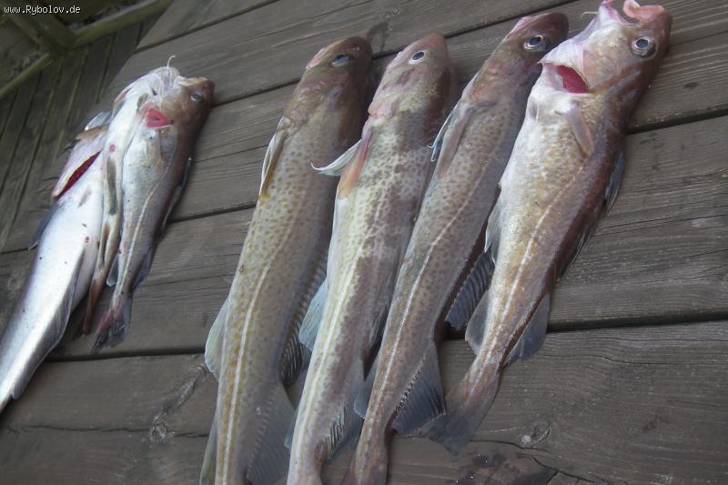 --�����... - ������� (����������)