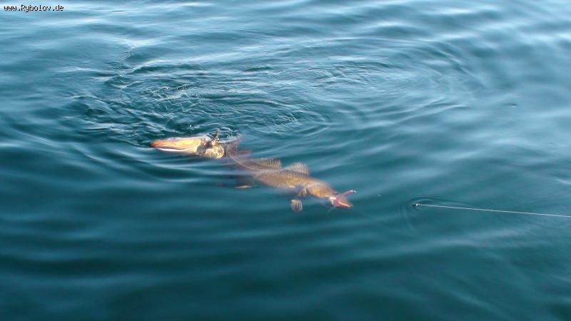 --�������� 2012. - ������� (����������)