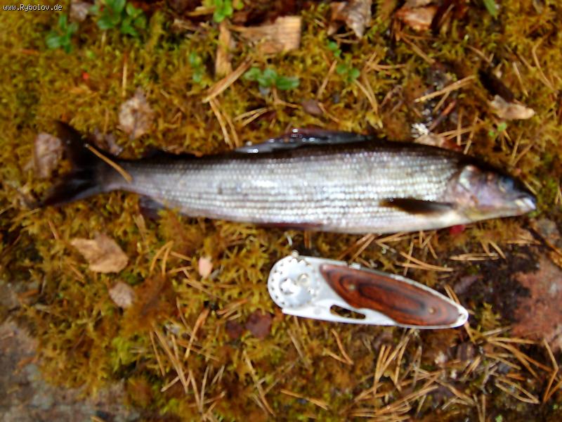 --���� - ������� (����������)