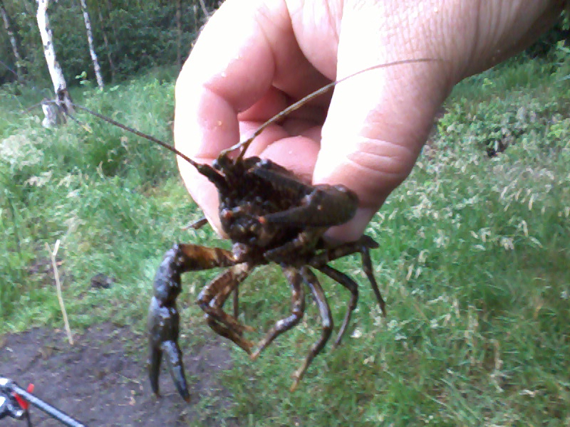 --�������,������ � �������� - ������� (����������)