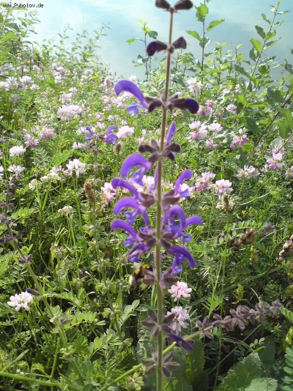 --���� - ������� (����������)