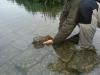 Barsch release -  ()