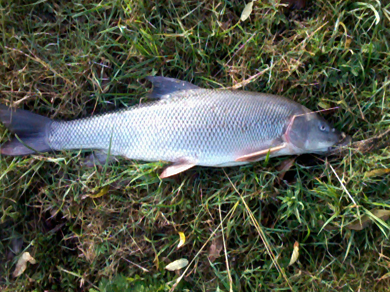 --����� - ������� (����������)