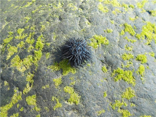 --������� ���� - ������� (����������)