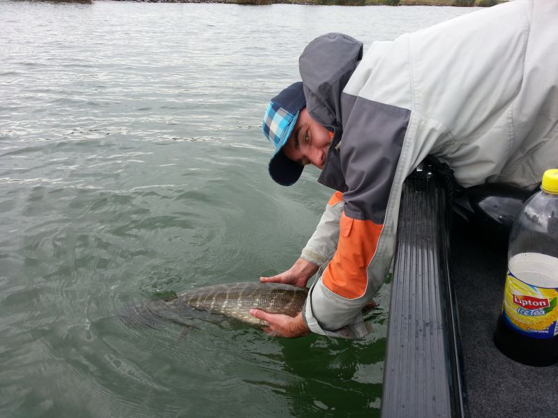 --Hecht - ������� (����������)