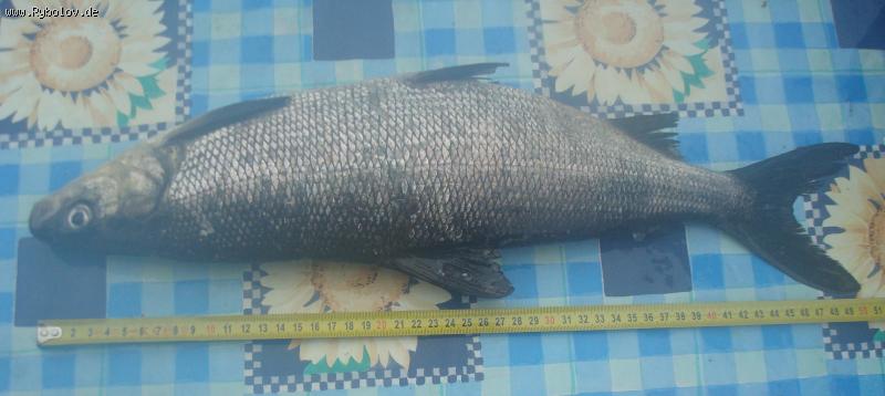 --��� 1.300�� - ������� (����������)