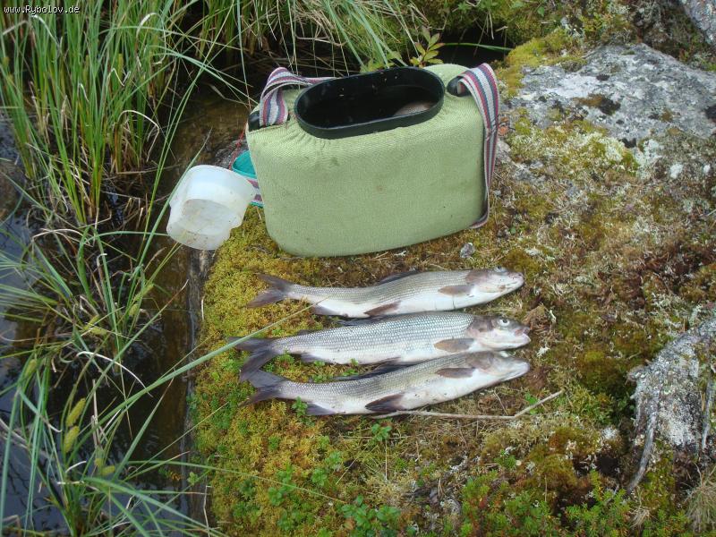 --������� ���� - ������� (����������)