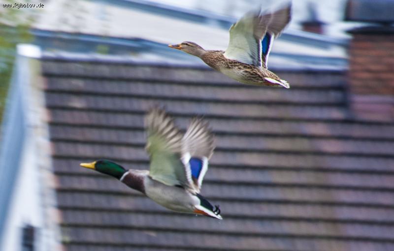 --������� ����. - ������� (����������)