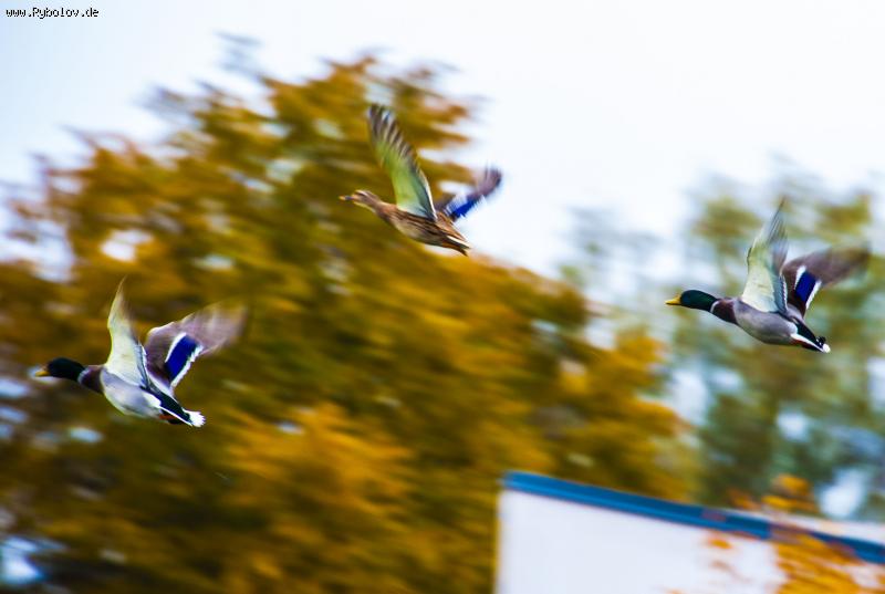 --���� - ������� (����������)