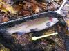 Радужная форель (Oncorhynchus mykiss) или стальноголовый лосось из Северной Америки - рыбалка (фотоальбом)