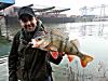Barsch 40+ -  ()