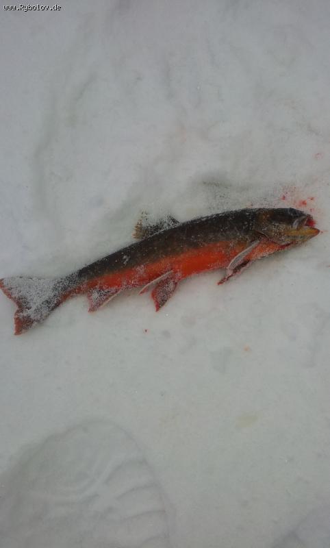 --saibling - ������� (����������)