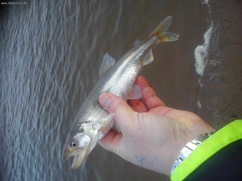 --������� ,Altengamme 16.03.2013 - ������� (����������)