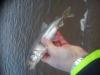 ,Altengamme 16.03.2013 -  ()