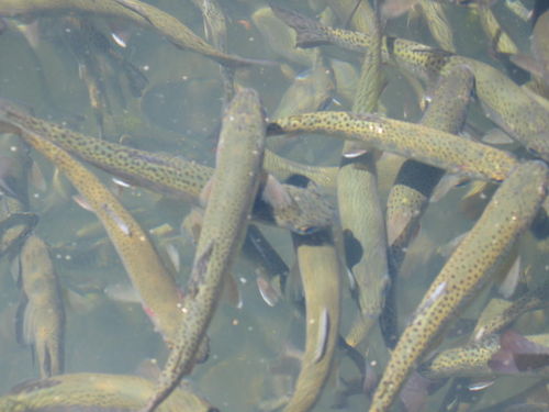 --���� - ������� (����������)